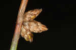 Weakstalk bulrush